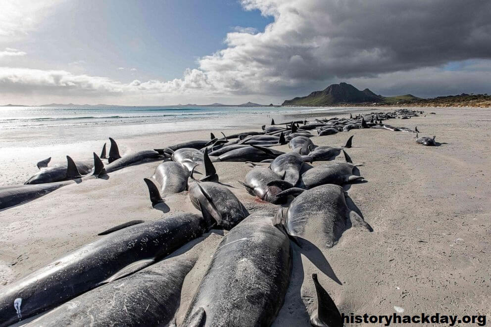 วาฬหลายร้อยตัวเกยตื้นบนเกาะนิวซีแลนด์ วาฬนำร่องหลายร้อยตัวที่เกยตื้นที่หมู่เกาะชาแธมเมื่อสัปดาห์ที่แล้ว เสียชีวิตด้วยสาเหตุตามธรรมชาติ