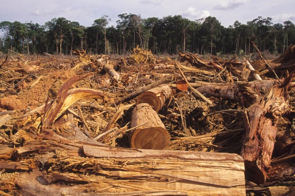 บราซิลเสนอรางวัลในการต่อสู้ตัดไม้ทำลายป่า เพื่อชะลอการตัดไม้ทำลายป่าในอเมซอนบราซิลประกาศเมื่อวันอังคารว่าจะให้การสนับสนุนทางการเงิน