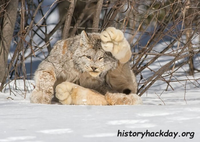 สหรัฐฯ เสนอแผนช่วยเหลือแมวป่าแคนาดาที่อาศัยหิมะ ก่อนที่ภาวะโลกร้อนจะลดถิ่นที่อยู่ของมัน เจ้าหน้าที่สหรัฐฯ เสนอแผนฟื้นฟูแมวป่าชนิดหนึ่ง