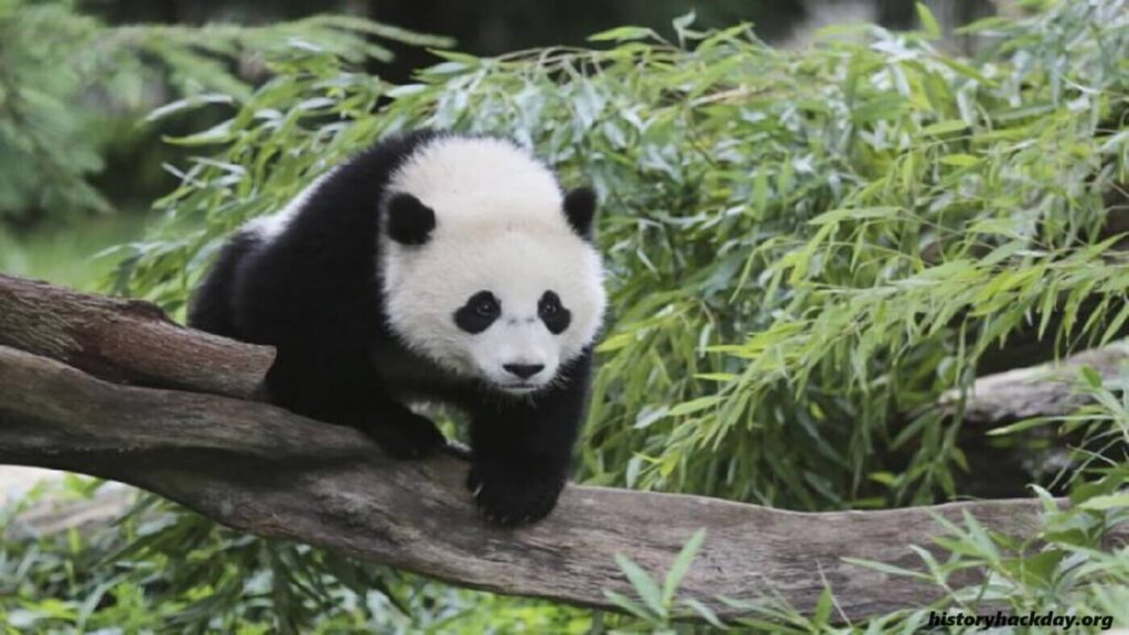 จีนเตรียมส่งแพนด้าเพิ่มในสวนสัตว์ซานดิเอโก จีนวางแผนที่จะส่งแพนด้ายักษ์คู่ใหม่ไปยังสวนสัตว์ซานดิเอโก เป็นการต่ออายุการแสดงมิตรภาพที่มีมายาว